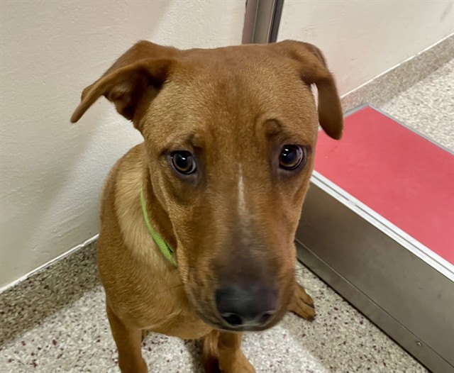 Bisquit, available for adoption