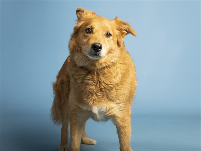 Image of Big Larry the dog