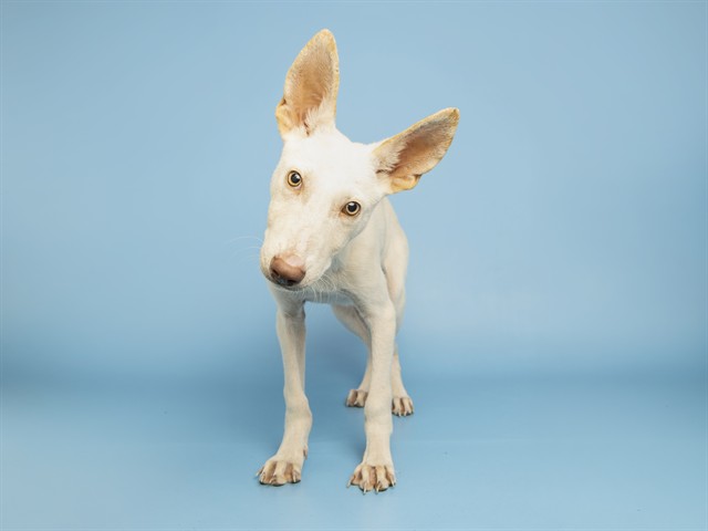 Image of Goose the dog