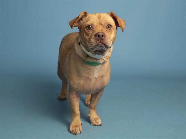 Image of Buddy the dog