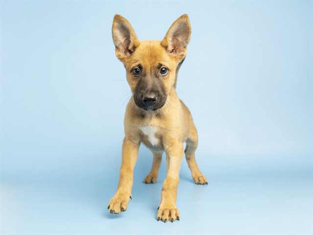 Image of Pumpkin the dog