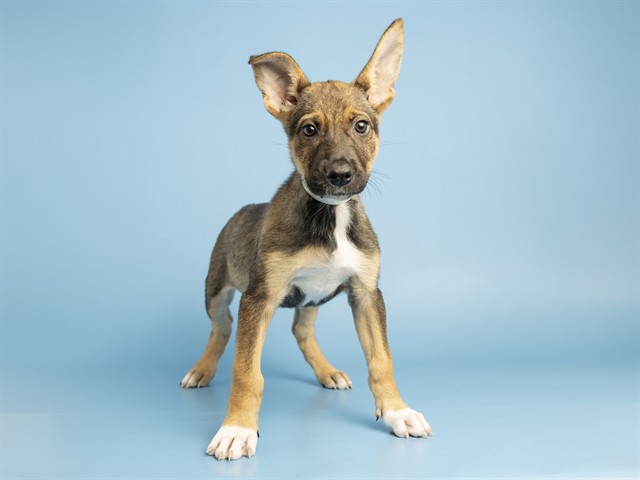 Image of Flower the dog