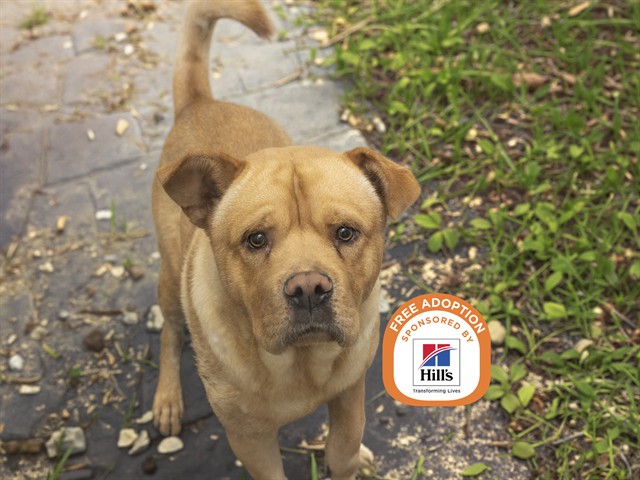 Image of Cheeseburger the dog