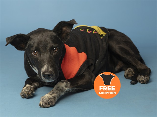 Image of Shadow the dog