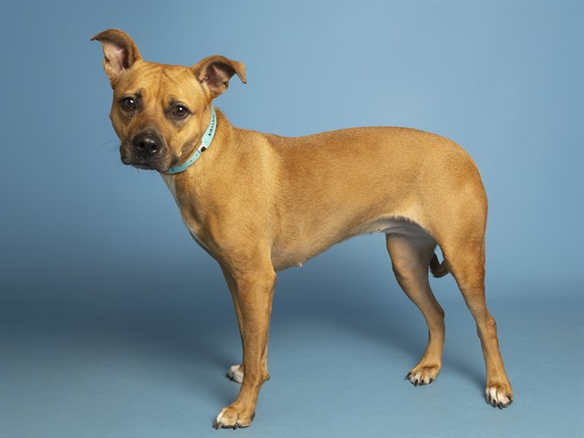 Image of Whiskey the dog