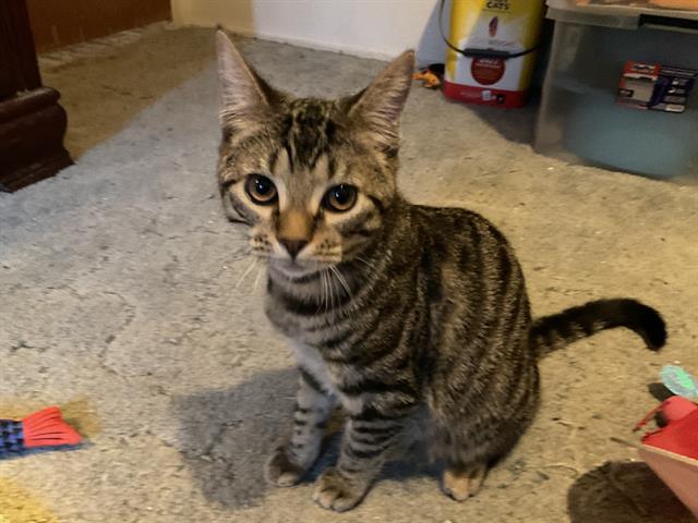 Image_A184737