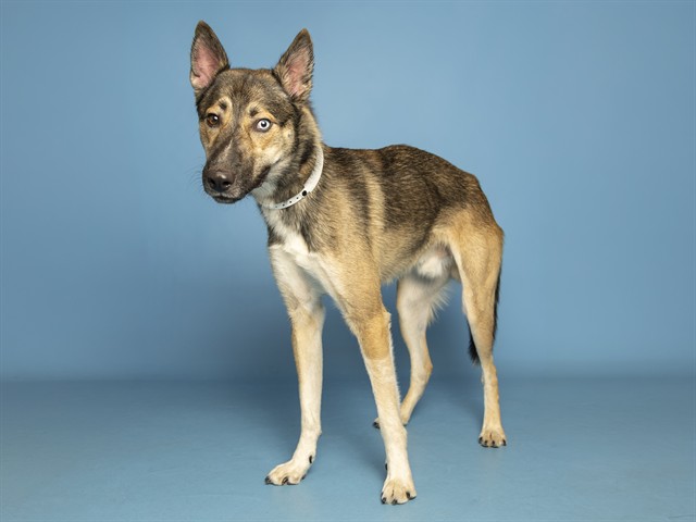 Image of Hendrik the dog