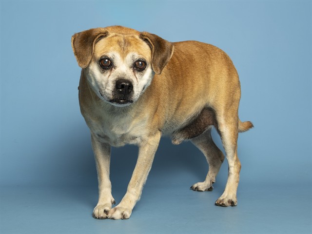 Image of Mister the dog