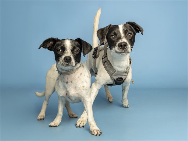 Image of Bowser And Bella the dog
