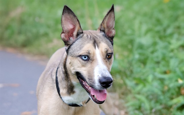 KALI