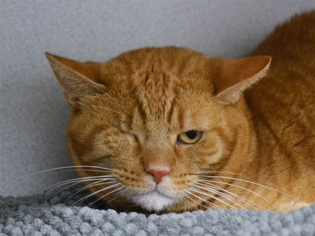 GARFIELD