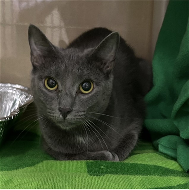 Taylor, Domestic Shorthair