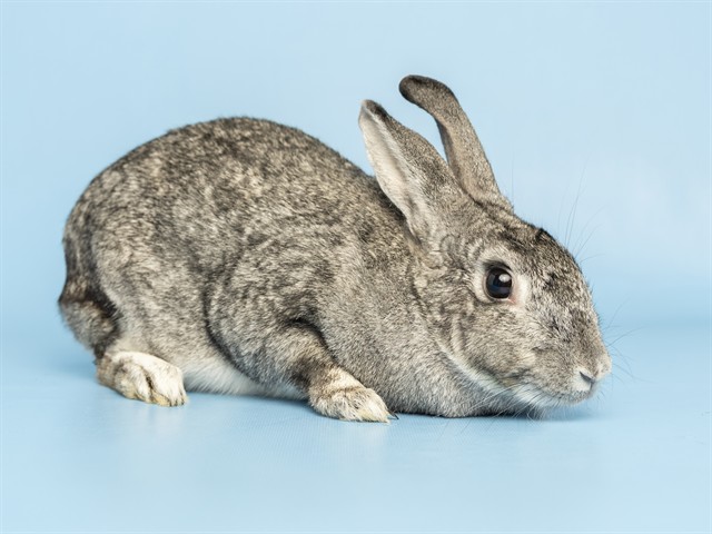 Image of Ash the rabbit