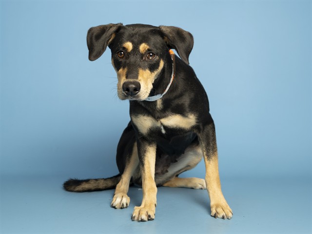 Image of Holly the dog