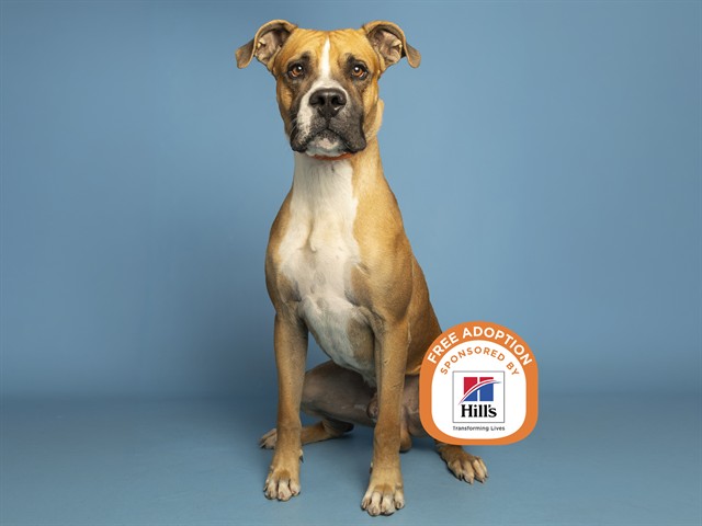 Image of Boomer the dog
