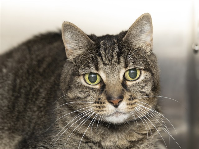 Image of Cinnamon the cat