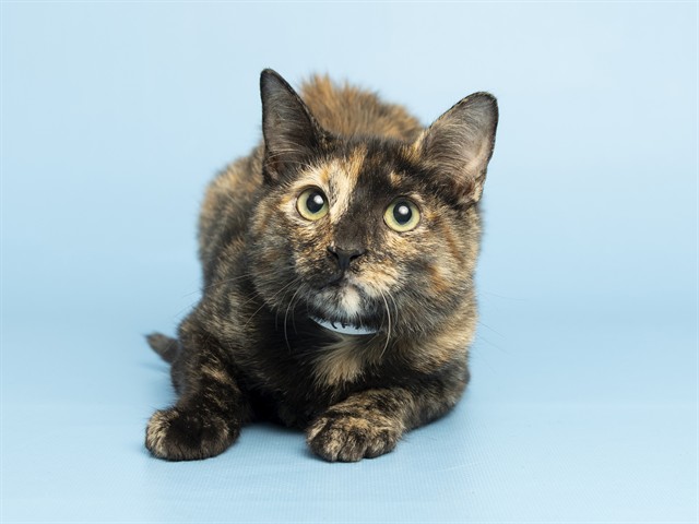 Image of Iris the cat