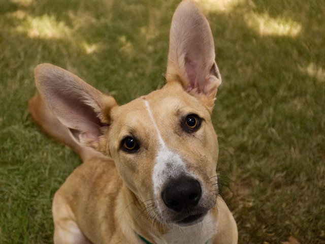 GOOSE