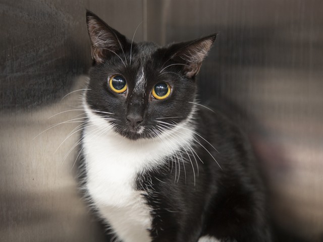Image of Gremy the cat