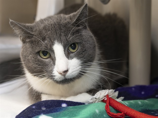 Image of Emmett the cat