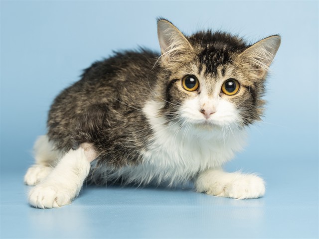 Image of Shelby the cat