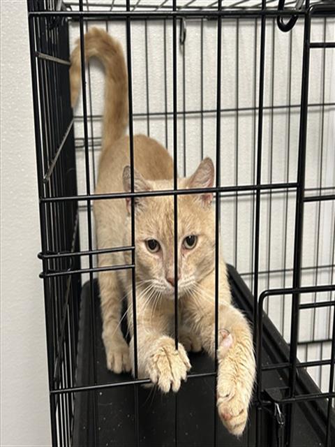 Wells, Domestic Shorthair