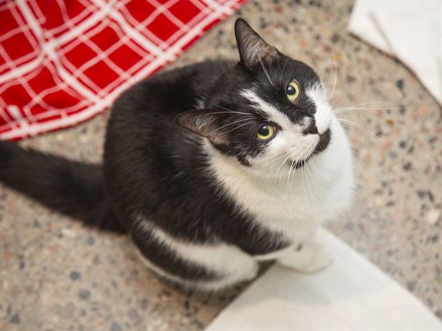 Image of Benny the cat