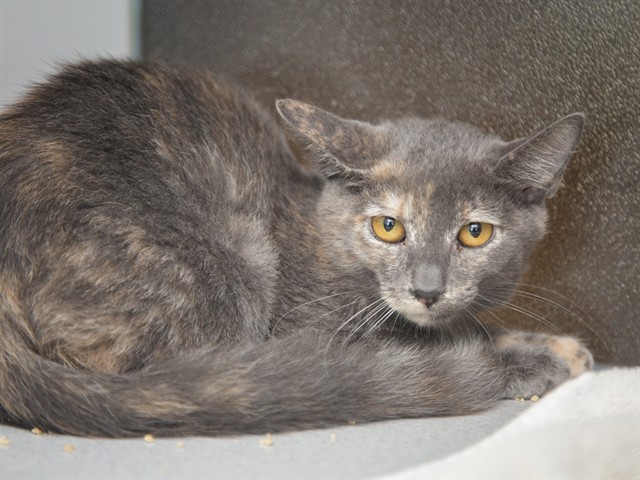 Image of Gumbo the cat