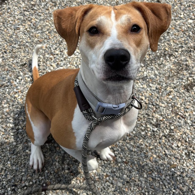 Wish, Treeing Walker Coonhound And American Staffordshire Terrier