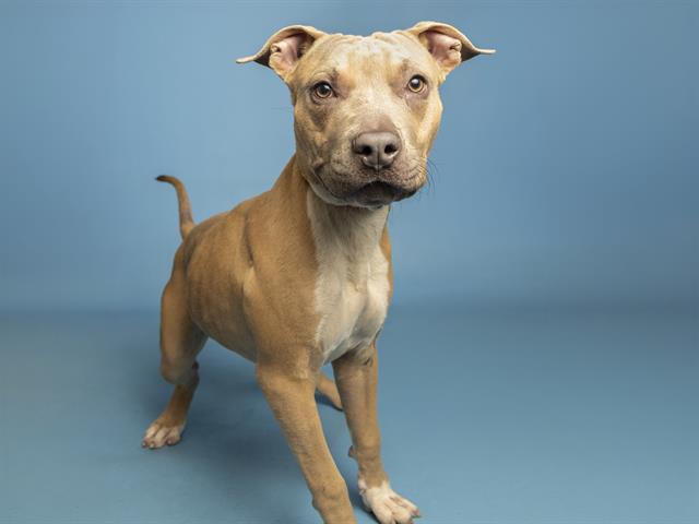 Image of Valentino the dog