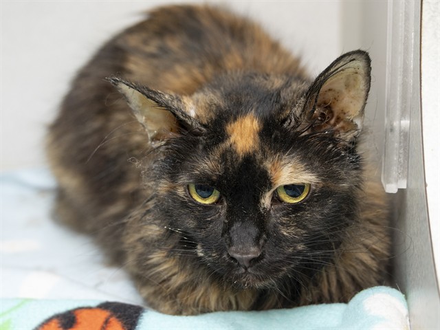 Image of Stacy the cat