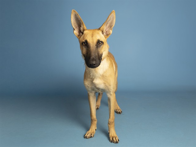 Image of Marina the dog
