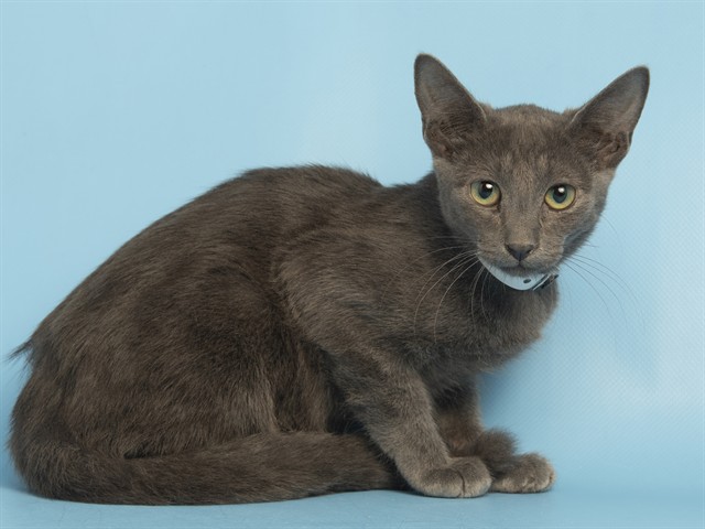Image of Donatello the cat