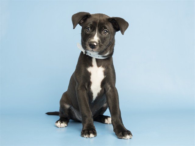 Image of Syrax the dog