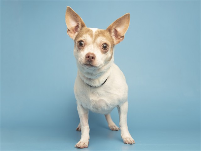 Image of Wrenlee the dog