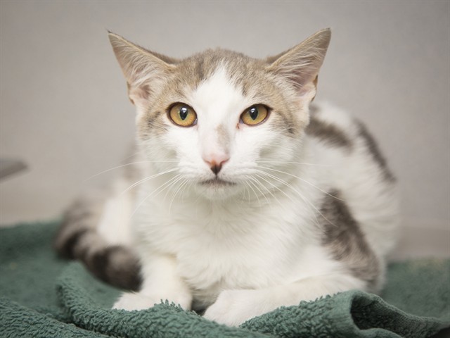 Image of Goretzka the cat