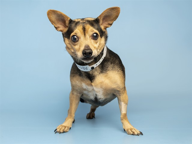 Image of Jenna the dog