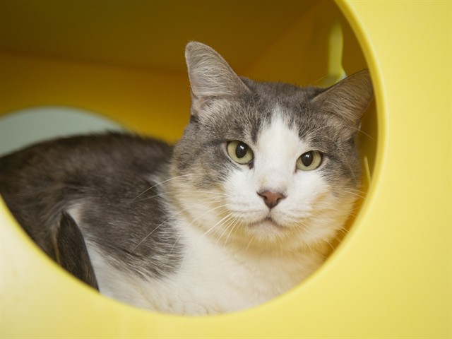 Image of Mcgrath the cat