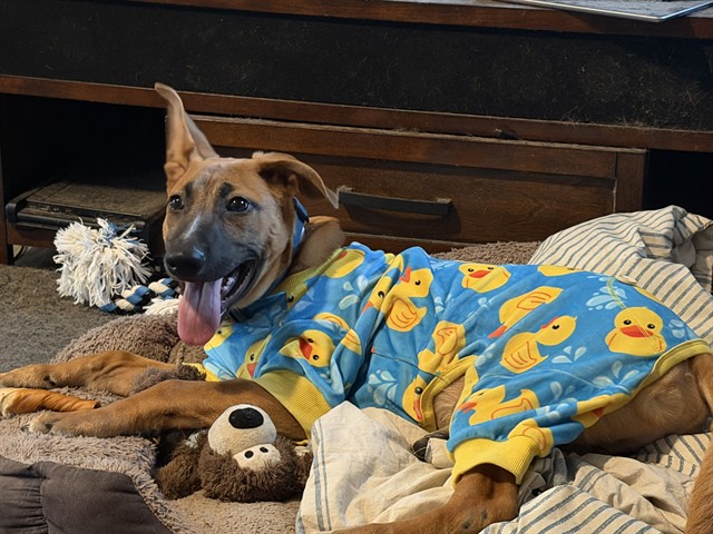 Image of Bentley the dog