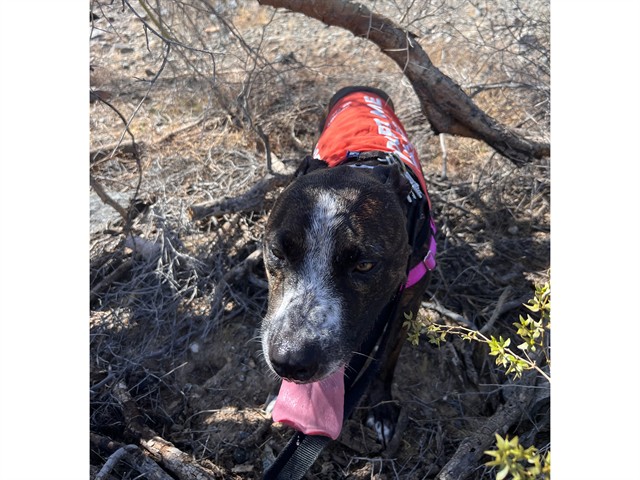 Image of Bobby the dog