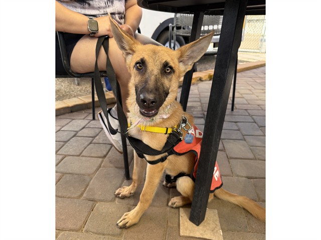 Image of Radar the dog