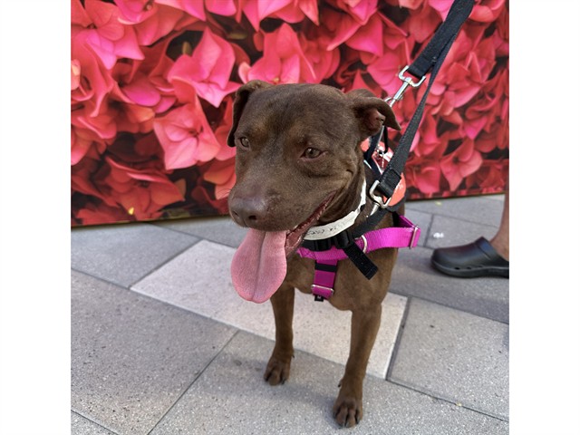 Image of Uko the dog