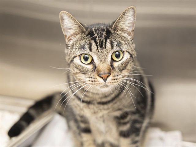 Image of Jax the cat