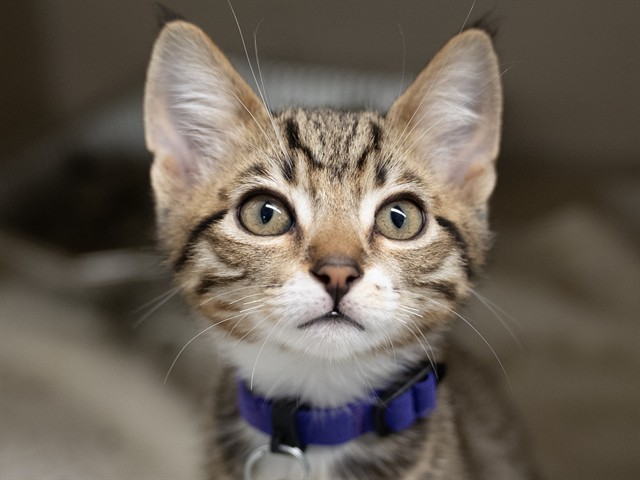 FRANKIE
