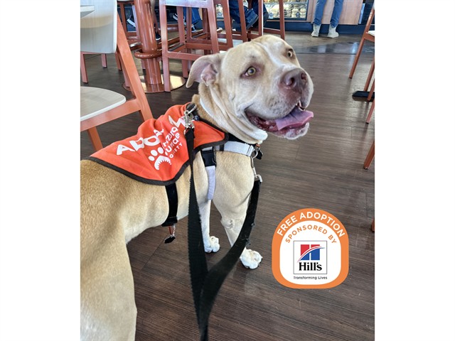 Image of Ace the dog