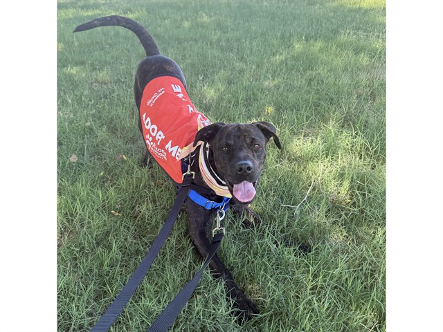Image of Armani the dog