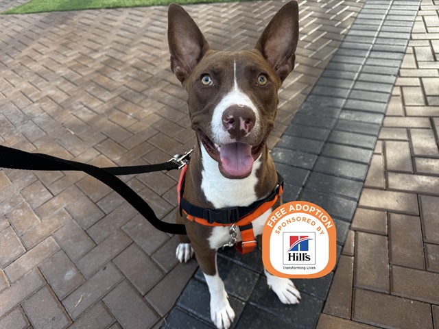 Image of Chucky the dog