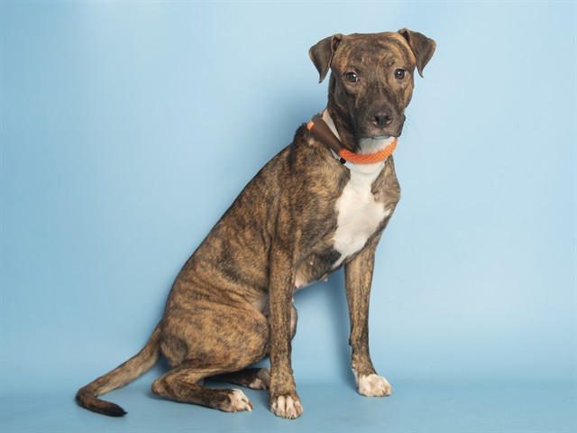 Image of Zhi the dog