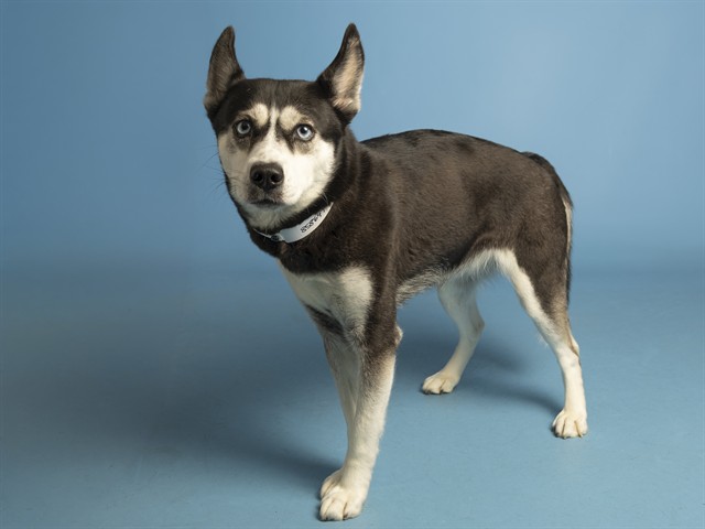 Image of Cabbage the dog