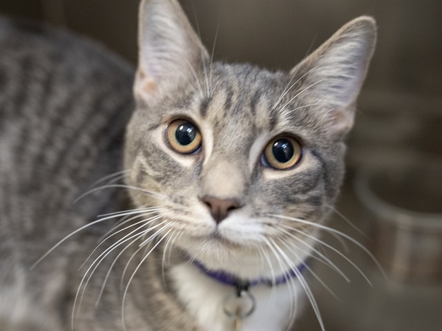 FENRIR